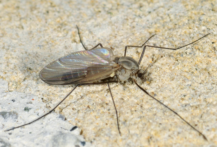 femmina di Chironomidae